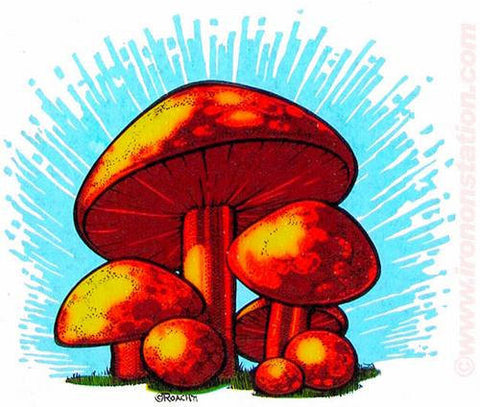 SHROOMS Boomers Mushrooms by ROACH 1971 Drug Theme 70s Vintage Iron On tee shirt transfer Original Authentic NOS